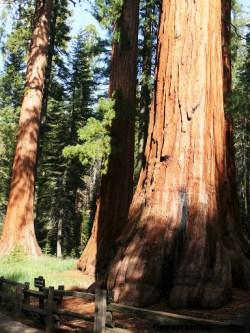 Yosemite, parc national de Californie