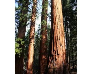 Yosemite, parc national de Californie