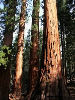 Yosemite, parc national de Californie