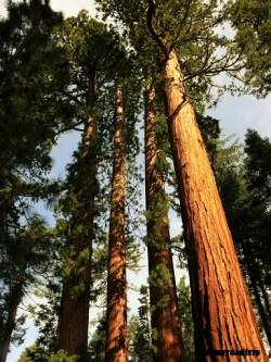 Yosemite, parc national de Californie