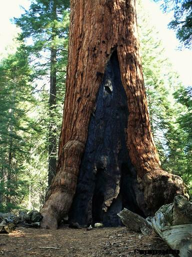 Yosemite, parc national de Californie