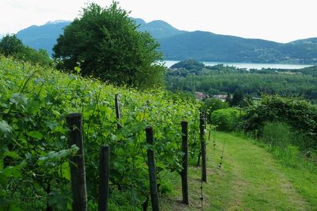 savoie randonnée chindrieux rochetaillée croix beauvoir lac bourget vignes