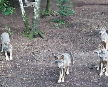 Sensations (très) fortes dans les Ardennes