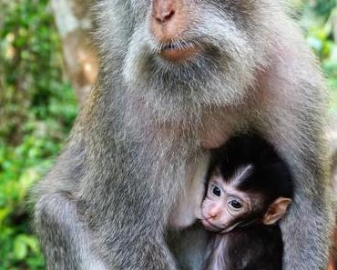 Indonésie : Bali – Ubud