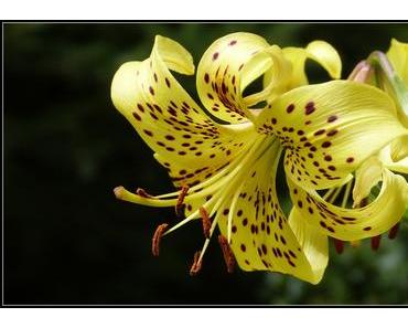 Jardins Métis : L’envoûtement floral