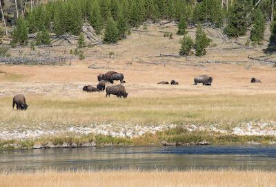 Yellowstone, jours 1 et 2