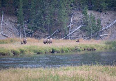 Yellowstone, jours 1 et 2