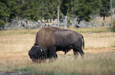 Yellowstone, jours 1 et 2