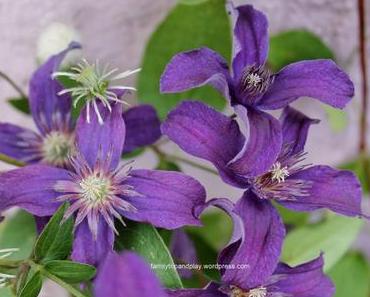 Au jardin : nouveautés