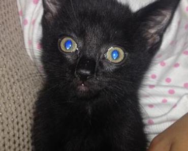 K for Kitten