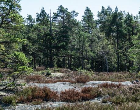 Swedish Time #2 – Tyresta National Park