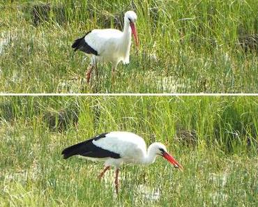 Patrimoine de France : Place Forte de Brouage