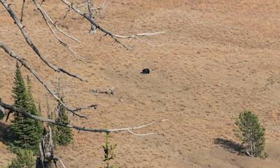 Yellowstone, son grand canyon et sa faune