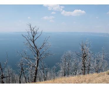 Yellowstone, son grand canyon et sa faune