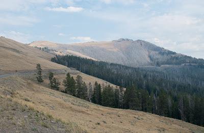 Yellowstone, son grand canyon et sa faune