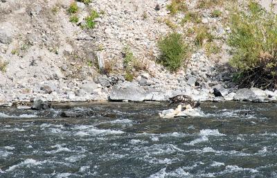 Yellowstone, son grand canyon et sa faune