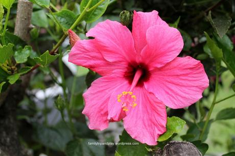 acores-povoacao-zoo-hibiscus