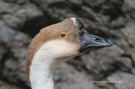 acores-povoacao-zoo-oie-chine