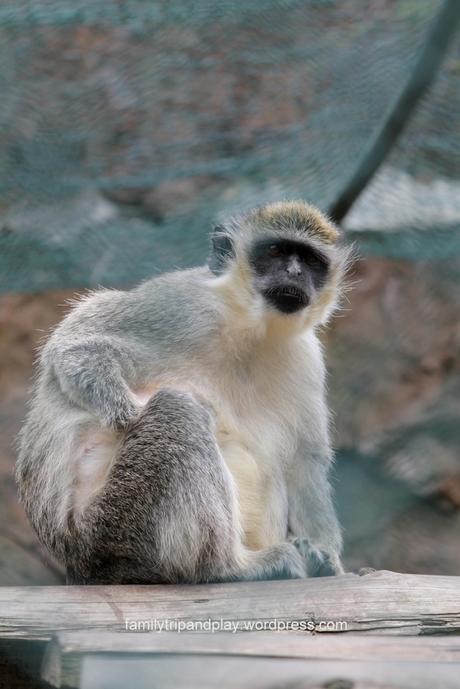 acores-povoacao-zoo-singe