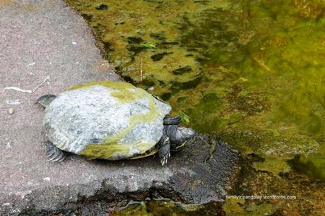 acores-povoacao-zoo-tortue