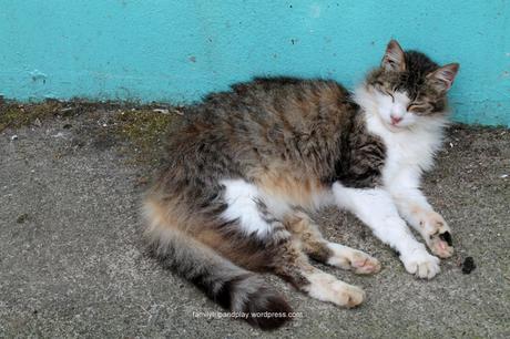 acores-povoacao-zoo-chat