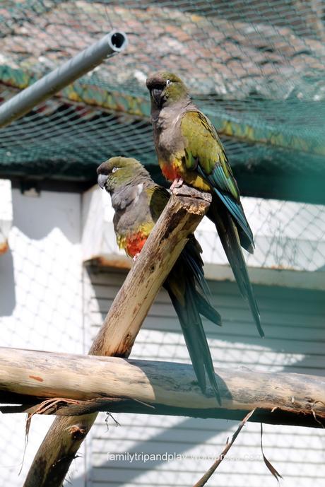 acores-povoacao-zoo-perroquets