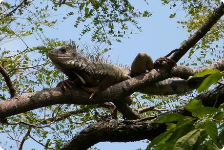 iguane dans un arbre du jardin botanique de Medellín