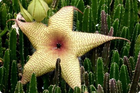 fleur en forme d'étoile jaune sur des cactus au jardin botanique de Medellín