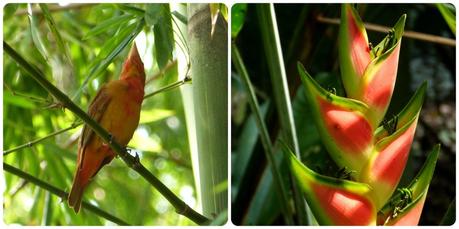 oiseau et heliconia au jardin botanique de Medellín : Piranga rubra