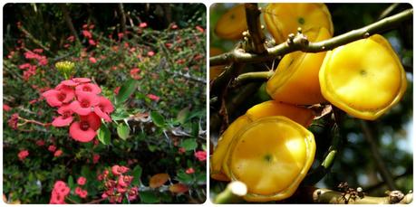 fleur et fruit au jardin botanique de Medellín