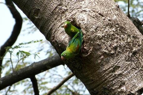 Perruches dans leur nid dans le tronc d'un arbre au jardin botanique de Medellín : Forpus conspicillatus