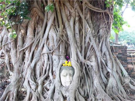 ayutthaya-tete-de-bouddha-dans-un-banian