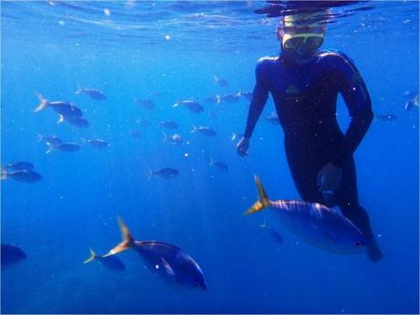 whitsundays-jour-1-snorkeling-poissons-nicolas