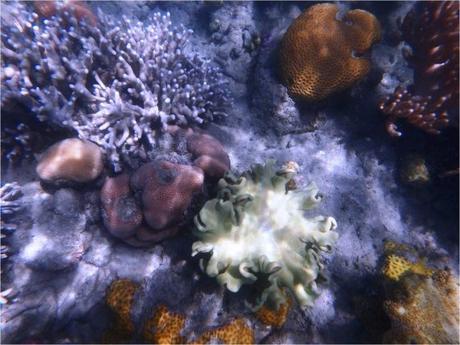 whitsundays-jour-1-snorkeling-corail