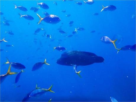whitsundays-jour-1-snorkeling-poissons-et-georges-le-merou