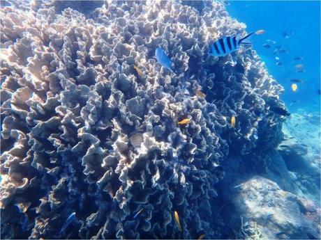 whitsundays-jour-1-snorkeling-corail-et-poissons