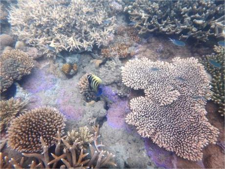 whitsundays-jour-2-snorkeling-coraux