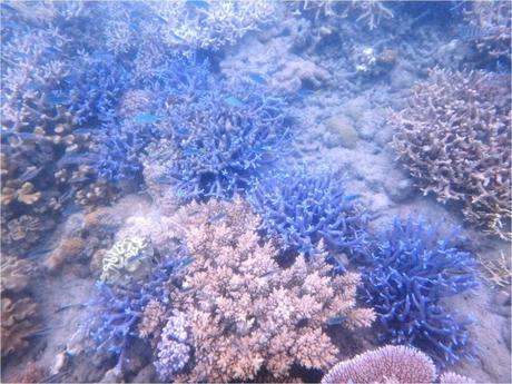 whitsundays-jour-2-snorkeling-coraux-bleus-poissons-bleus