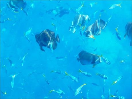 whitsundays-jour-1-snorkeling-poissons-vus-depuis-le-voilier