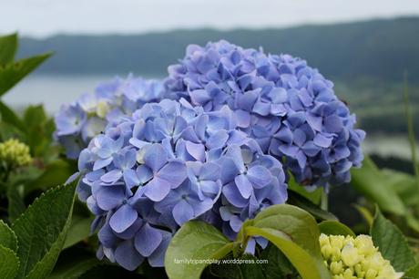 hortensia-bleu-acores