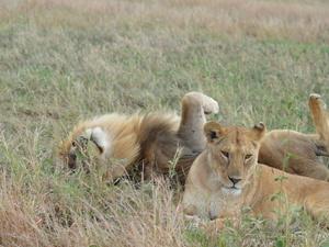 Au Pays de Simba : Serengeti