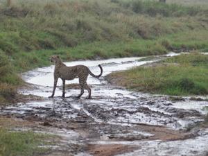Au Pays de Simba : Serengeti
