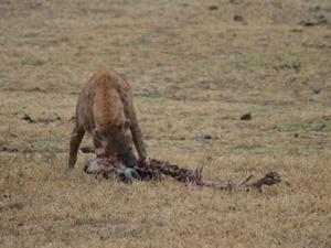 Elephant, buffle, phacochère (vous saviez vous qu'ils mangeaient à genoux ?!), hyène, Mr Grant, chacal