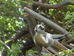 Au Pays de Simba : Natron Lake