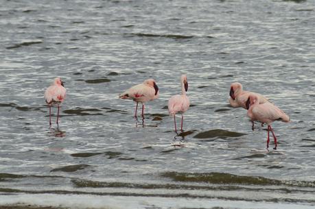 Au Pays de Simba : Natron Lake