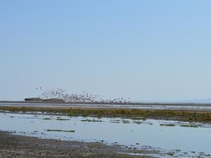 Au Pays de Simba : Natron Lake