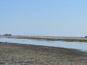 Au Pays de Simba : Natron Lake