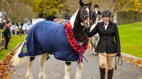 Horse remembrance