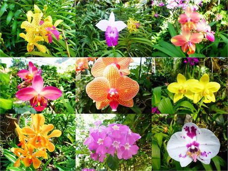 chiang-mai-rajapruek-serre-aux-orchidees