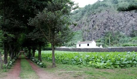 Açores Sao Miguel Caloura champ de tabac